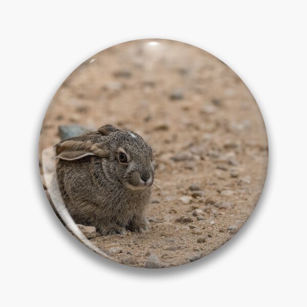 Item preview, Roadside Stillness — African Hare on the Sandy Track, Africa designed and sold by DavideAntoniani.