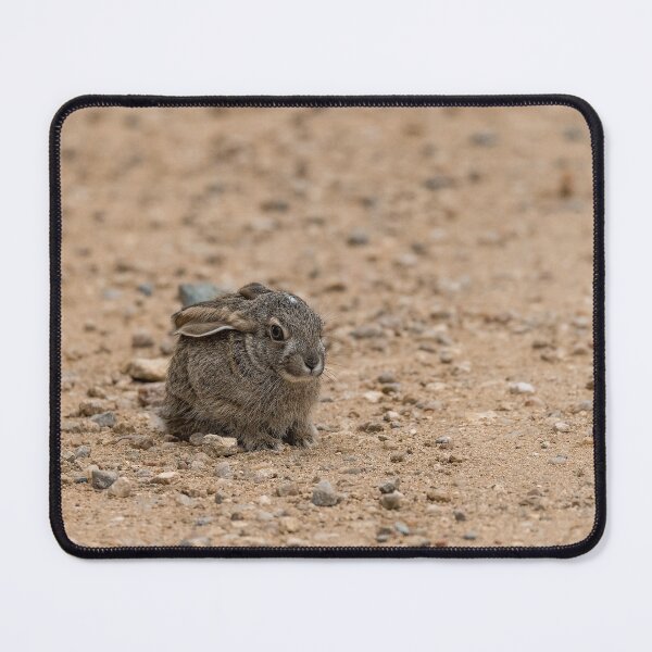 Item preview, Roadside Stillness — African Hare on the Sandy Track, Africa designed and sold by DavideAntoniani.