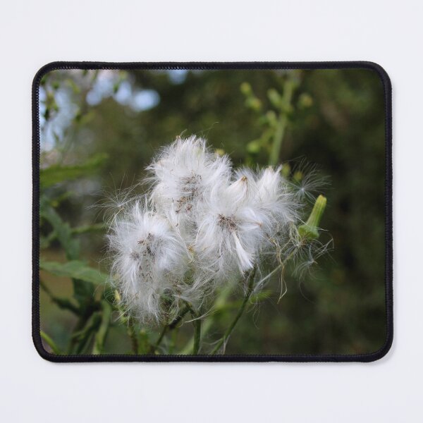 Item preview, Prickly lettuce  designed and sold by McFleur's Lens.