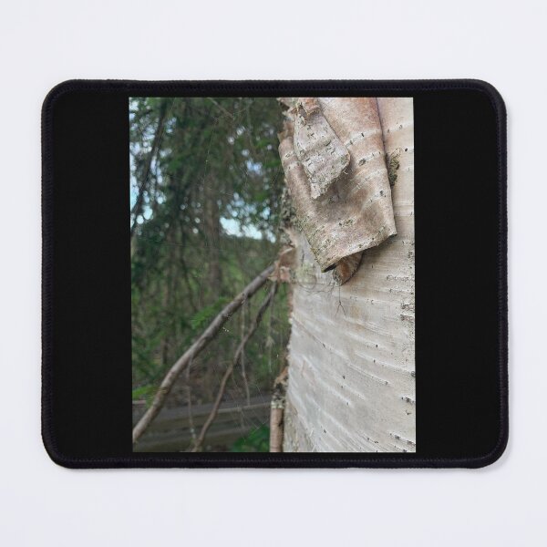 Item preview, Curling Birch Bark designed and sold by Emily.Kimball.Photos.