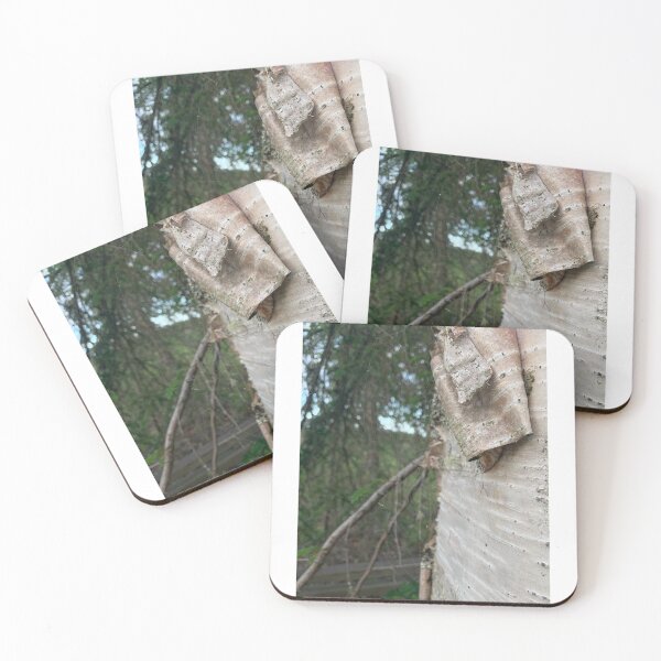 Item preview, Curling Birch Bark designed and sold by Emily.Kimball.Photos.