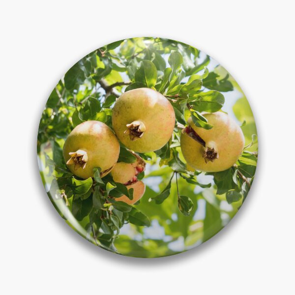 Item preview, Sweet Ripe Pomegranates Ready to Eat designed and sold by Georgia Mizuleva.