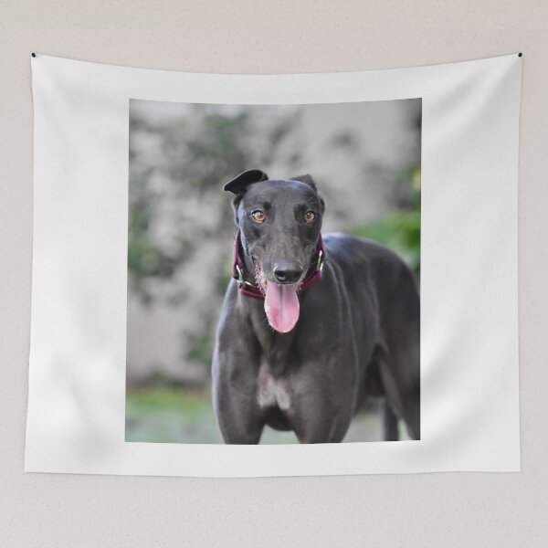 Item preview, Hermoso perro galgo negro designed and sold by VanGaldo.