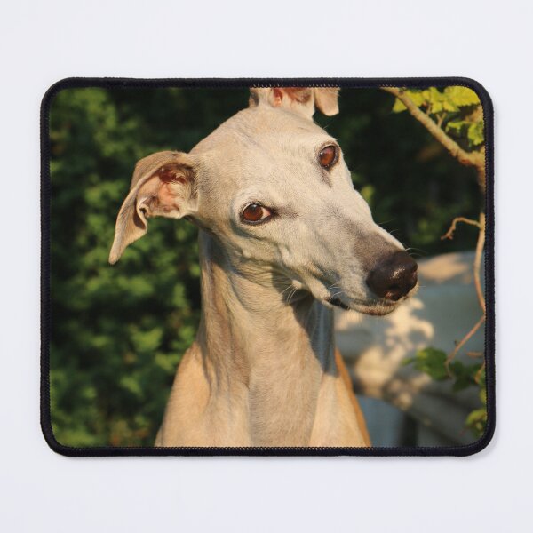 Item preview, Head Tilting Cute Greyhound Dog designed and sold by VanGaldo.