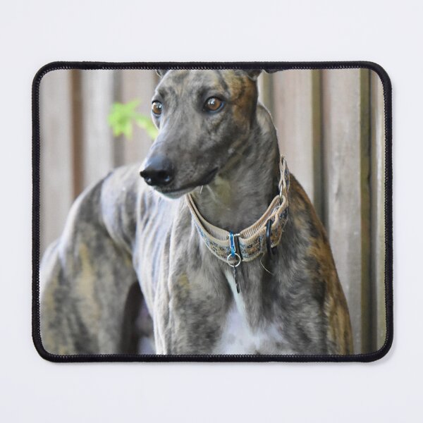 Item preview, Greyhound Dog with Big Muscle designed and sold by VanGaldo.