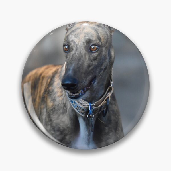 Item preview, Funny Looking Greyhound Dog  designed and sold by VanGaldo.