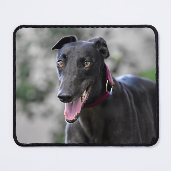 Item preview, Greyhound Dog Panting  designed and sold by VanGaldo.