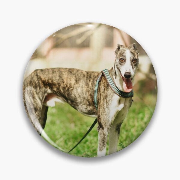 Item preview, Greyhound Dog at the Park designed and sold by VanGaldo.