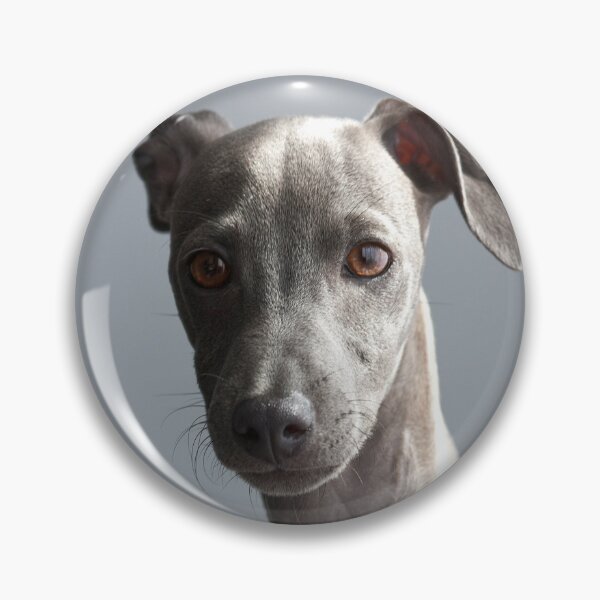 Item preview, Cute Portrait of Greyhound Puppy designed and sold by VanGaldo.