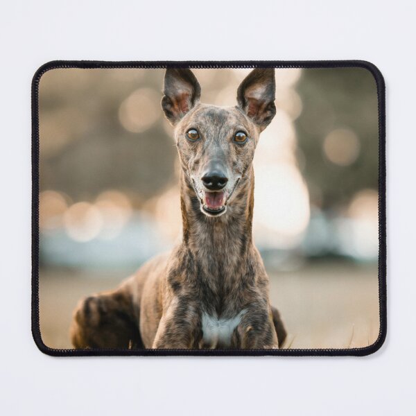 Item preview, Alert Greyhound Dog designed and sold by VanGaldo.
