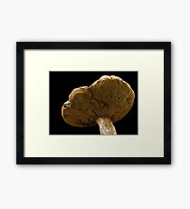 Toadstool Framed Print