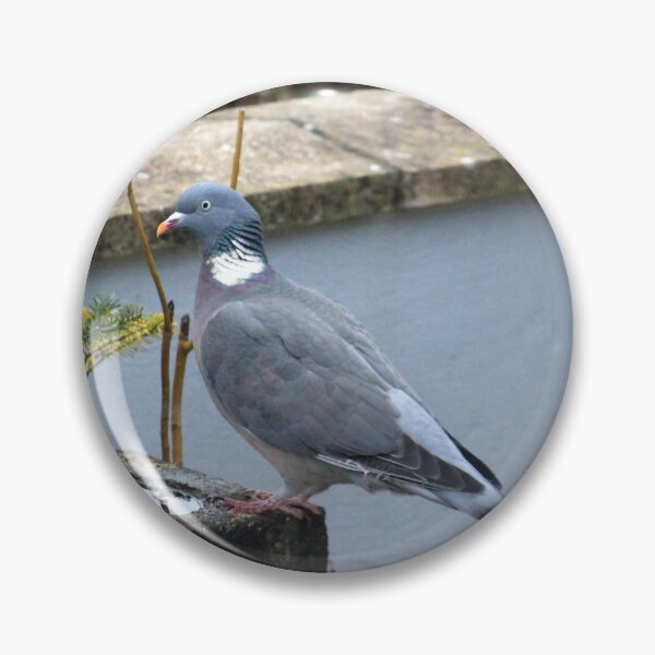 Item preview, Posing pigeon designed and sold by missmoneypenny.