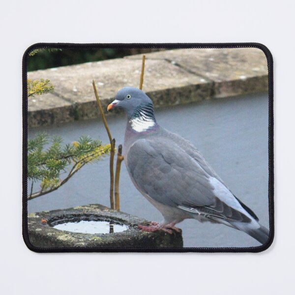 Item preview, Posing pigeon designed and sold by missmoneypenny.