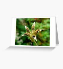 columbine gone to seed Greeting Card
