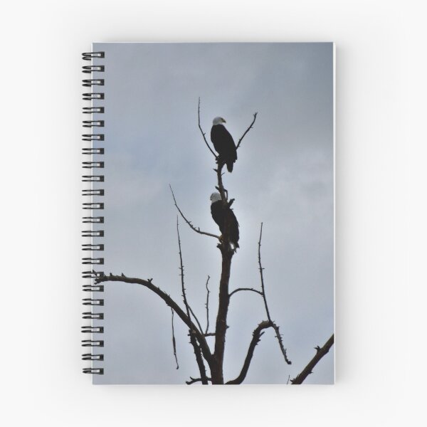 Item preview, Two Bald Eagles on Bare Tree designed and sold by MercerImages.
