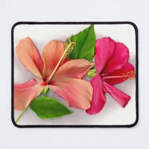 Item preview, Hibiscus in bloom designed and sold by missmoneypenny.