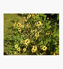Yellow Daisies Photographic Print