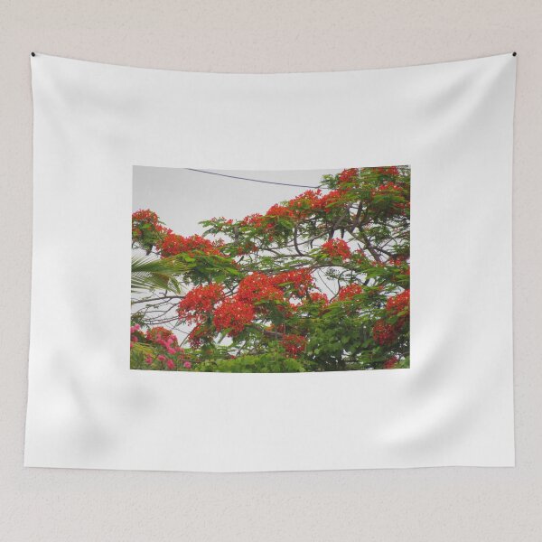 Item preview, Royal Poinciana Tree Flowers designed and sold by abacoian.