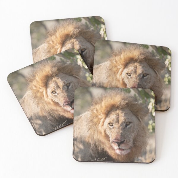 Item preview, Sekoti, Northern Pride — Dust & Blood in Savuti designed and sold by DavideAntoniani.