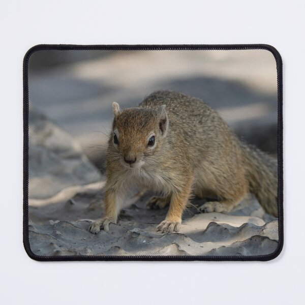Item preview, Rippled Stone Scout — Bush Squirrel Close-Up, Savuti designed and sold by DavideAntoniani.