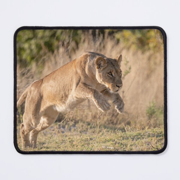 Item preview, Silent Thunder — Lioness in Mid-Leap, Moremi designed and sold by DavideAntoniani.