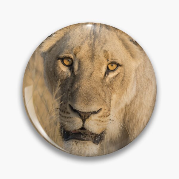 Item preview, Golden Stare — Lioness Close Portrait, Moremi designed and sold by DavideAntoniani.