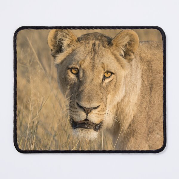Item preview, Golden Stare — Lioness Close Portrait, Moremi designed and sold by DavideAntoniani.