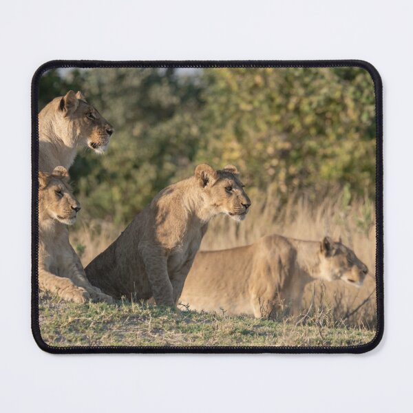 Item preview, The Silent Line — Lionesses Before the Hunt, Moremi designed and sold by DavideAntoniani.
