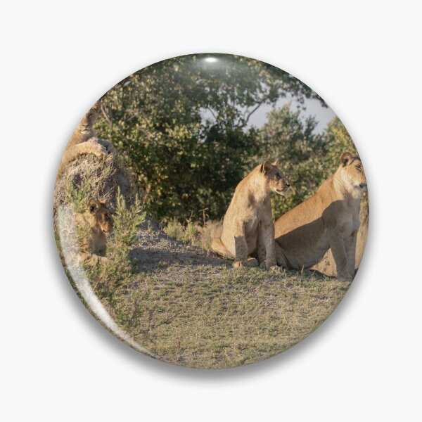 Item preview, Mound Council — Lioness Coalition at Golden Hour, Moremi designed and sold by DavideAntoniani.
