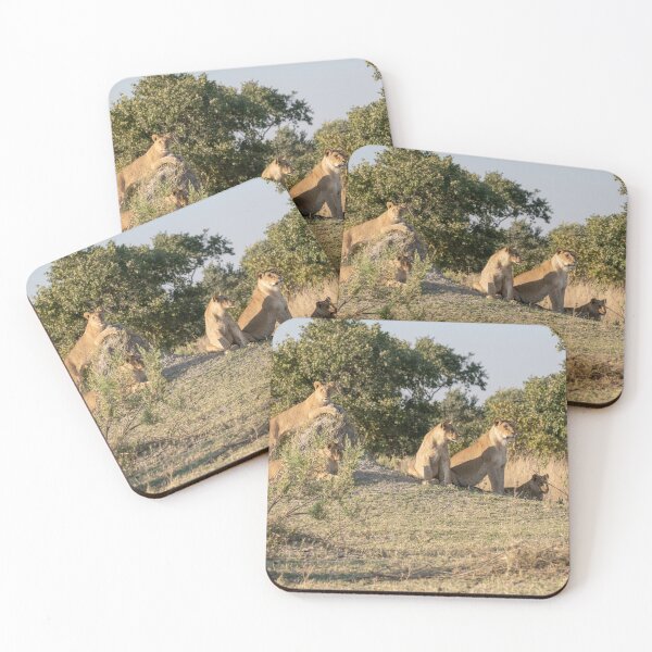 Item preview, Mound Council — Lioness Coalition at Golden Hour, Moremi designed and sold by DavideAntoniani.