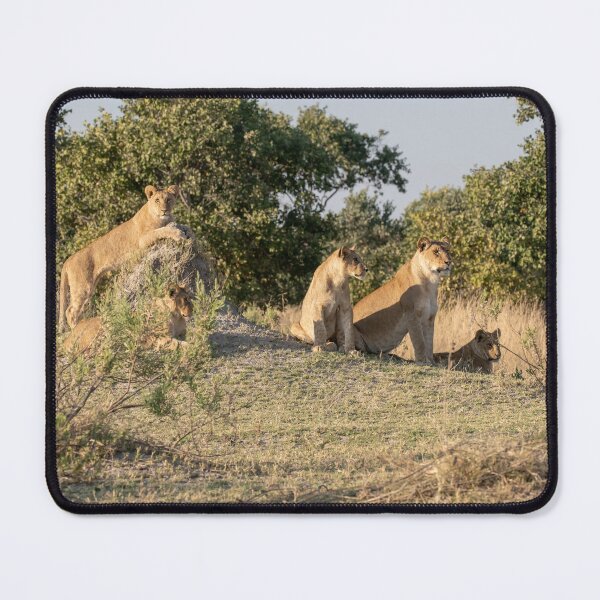 Item preview, Mound Council — Lioness Coalition at Golden Hour, Moremi designed and sold by DavideAntoniani.