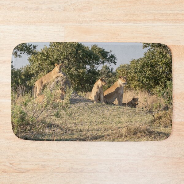 Item preview, Mound Council — Lioness Coalition at Golden Hour, Moremi designed and sold by DavideAntoniani.