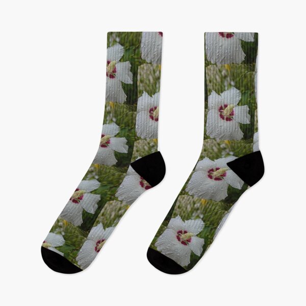 Artikelvorschau, Wassertropfen auf einer Strauchrose. entworfen und verkauft von Betsy Phillips.