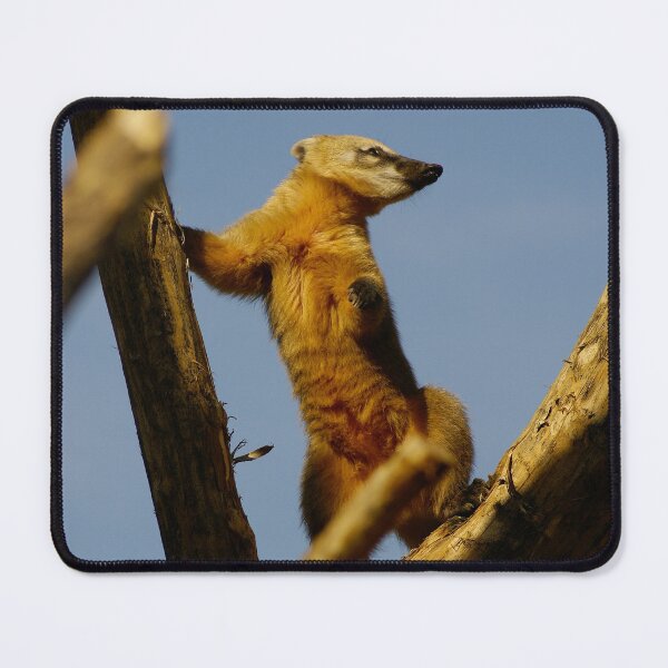 Item preview, Meerkat on a tree trunk in the sun designed and sold by rolfzogg ART.