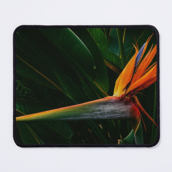 Item preview, Bird of Paradise: The Flame That Takes Flight designed and sold by Roland Keates aka Lost Histories .