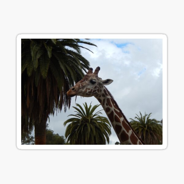 Giraffes 017 Sticker