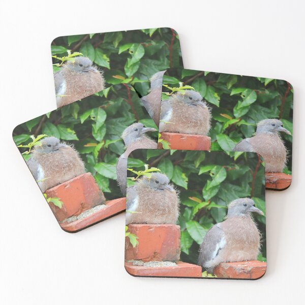 Item preview, Juvenile pigeons designed and sold by missmoneypenny.