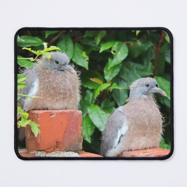 Item preview, Juvenile pigeons designed and sold by missmoneypenny.