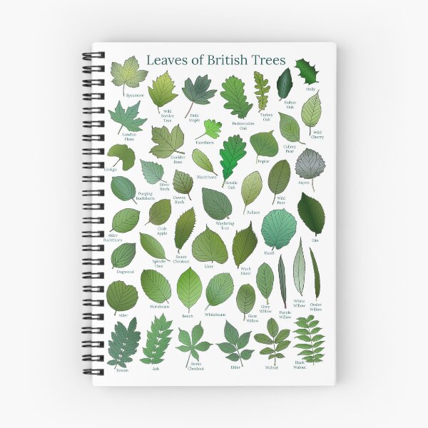 Item preview, Leaves of British Trees designed and sold by CanopyRobin.