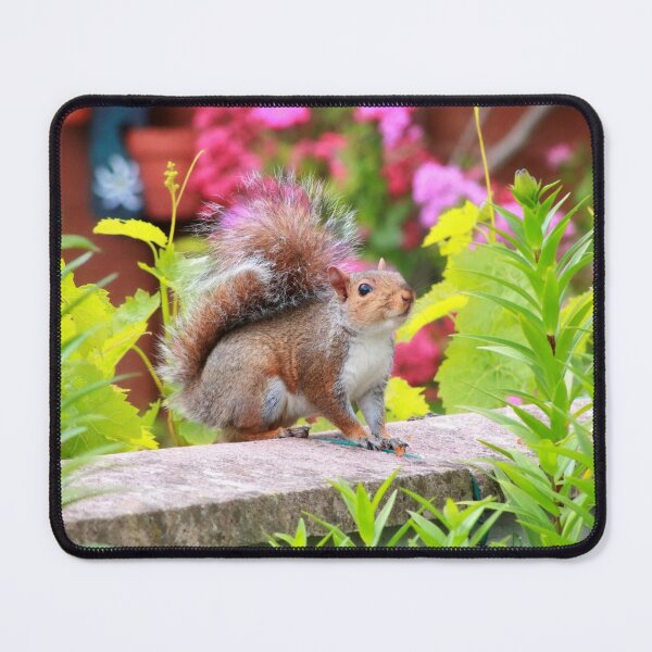 Item preview, Cute squirrel designed and sold by missmoneypenny.