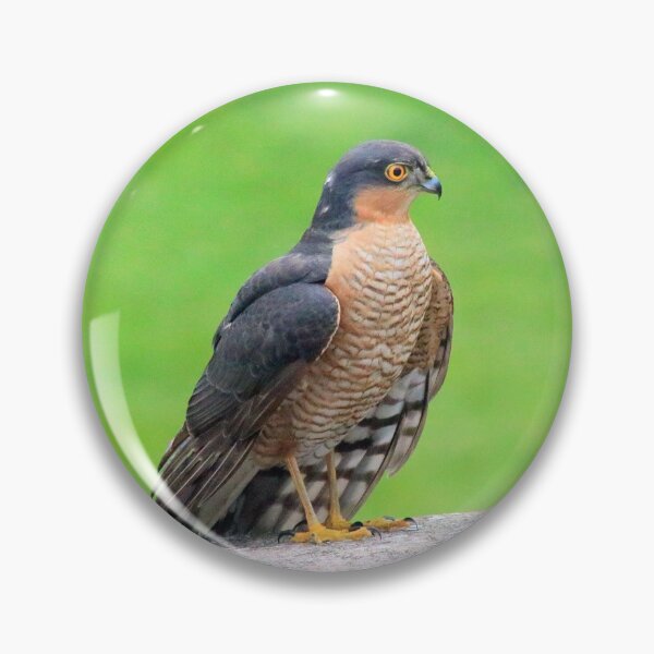 Item preview, Stunning sparrowhawk designed and sold by missmoneypenny.