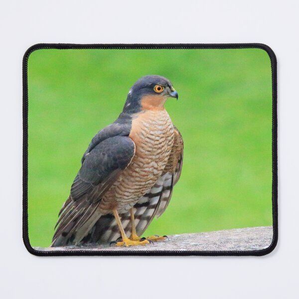 Item preview, Stunning sparrowhawk designed and sold by missmoneypenny.