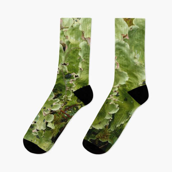 Item preview, Green dog lichen. Kuusamo, Ristikallio designed and sold by Jouko Lehto Photography.