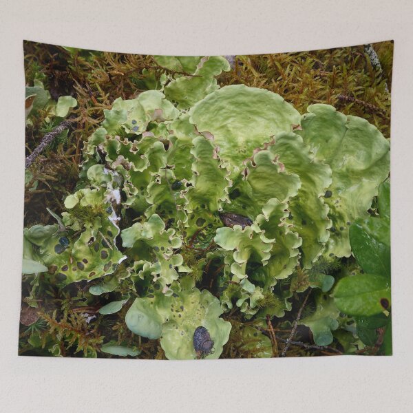 Item preview, Green dog lichen. Kuusamo, Ristikallio designed and sold by Jouko Lehto Photography.