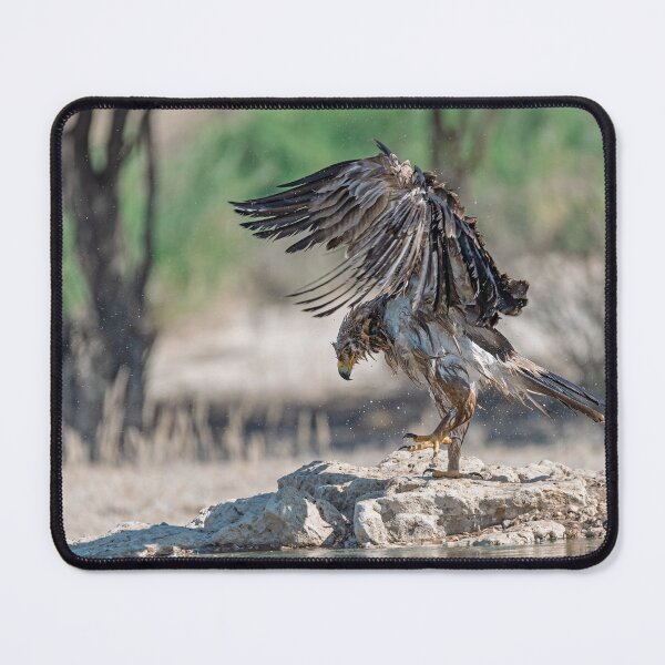 Item preview, Águila leonada en ascenso — Pozo de agua de Etosha designed and sold by DavideAntoniani.