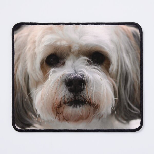 Aperçu de l'œuvre Décoration murale représentant un adorable chien bichon havanais – Portrait d'un chiot tout doux créée et vendue par Robs-Place.