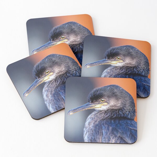 Item preview, Retrato de un cormorán juvenil designed and sold by Tom McPherson Photography.