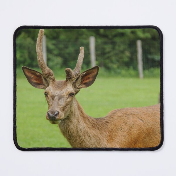 Item preview, Young White-tailed Deer designed and sold by Production Art Manon Meilleur.