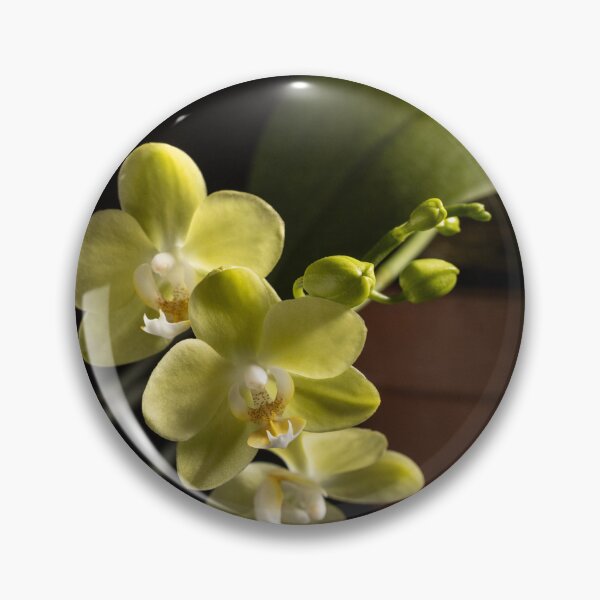 Item preview, Phalaenopsis orchid designed and sold by nammo.