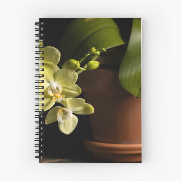 Item preview, Phalaenopsis orchid designed and sold by nammo.